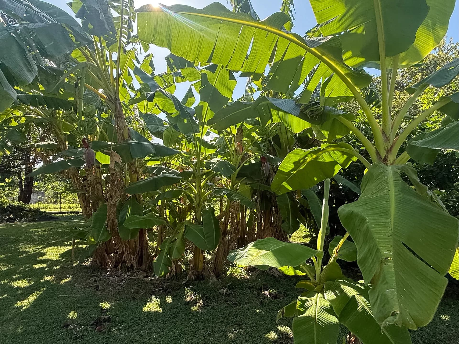 3 Bedroom Coastal Estate with Guest House, Backup Generator and 0.89 Acres in Nueva Gorgona, Panama R-0079 - Image 45