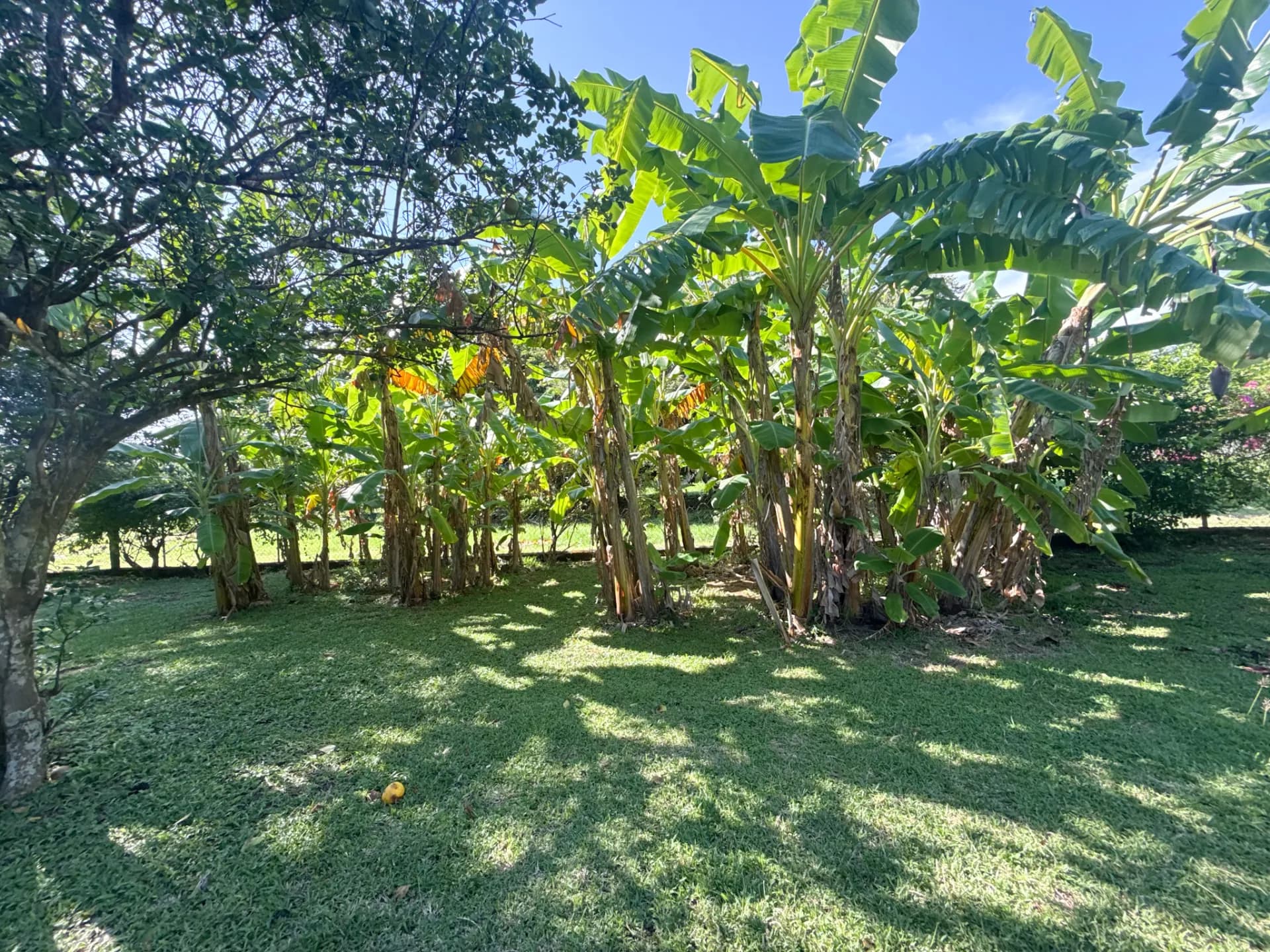 3 Bedroom Coastal Estate with Guest House, Backup Generator and 0.89 Acres in Nueva Gorgona, Panama R-0079 - Image 47