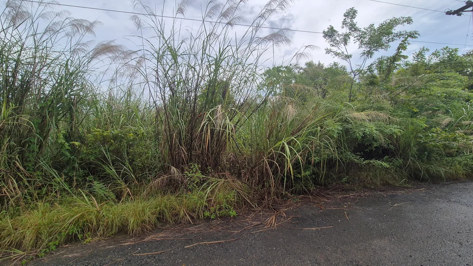 Expansive 0.85-Acre Lot in Gated Community Near Panama City P-0159 - Image 11
