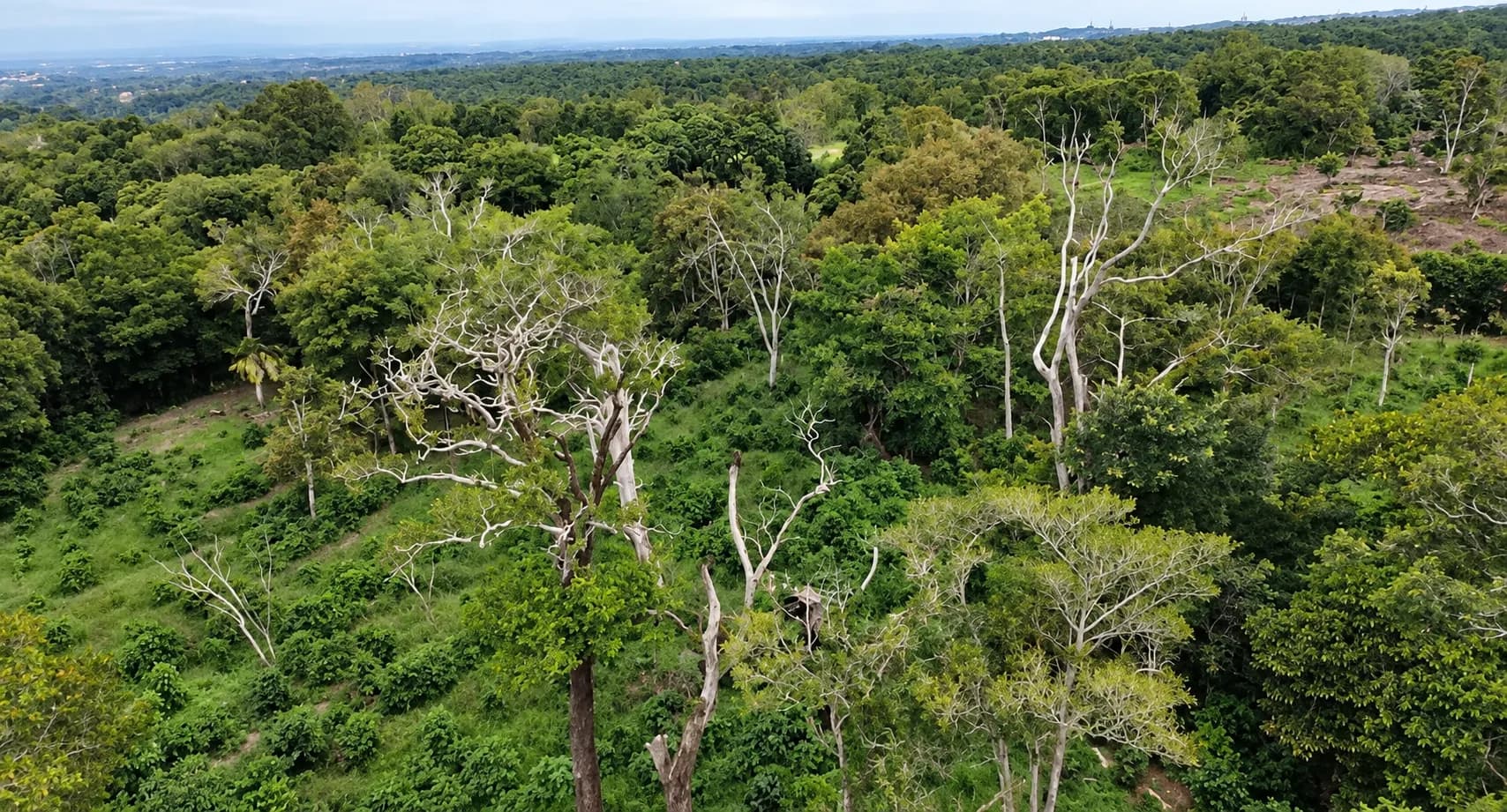 14.55-Acre Coffee Farm Investment Opportunity in Boquete A-0163 - Image 1