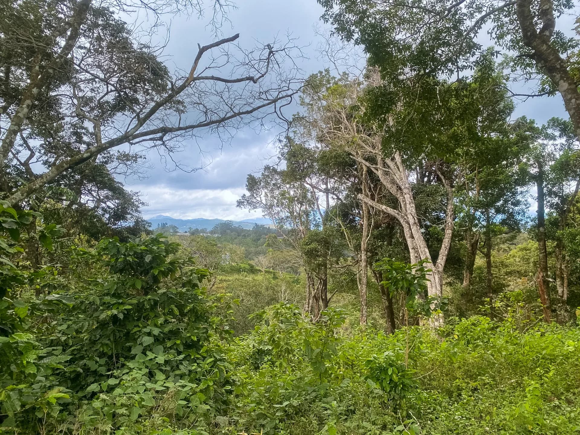 14.55-Acre Coffee Farm Investment Opportunity in Boquete A-0163 - Image 10