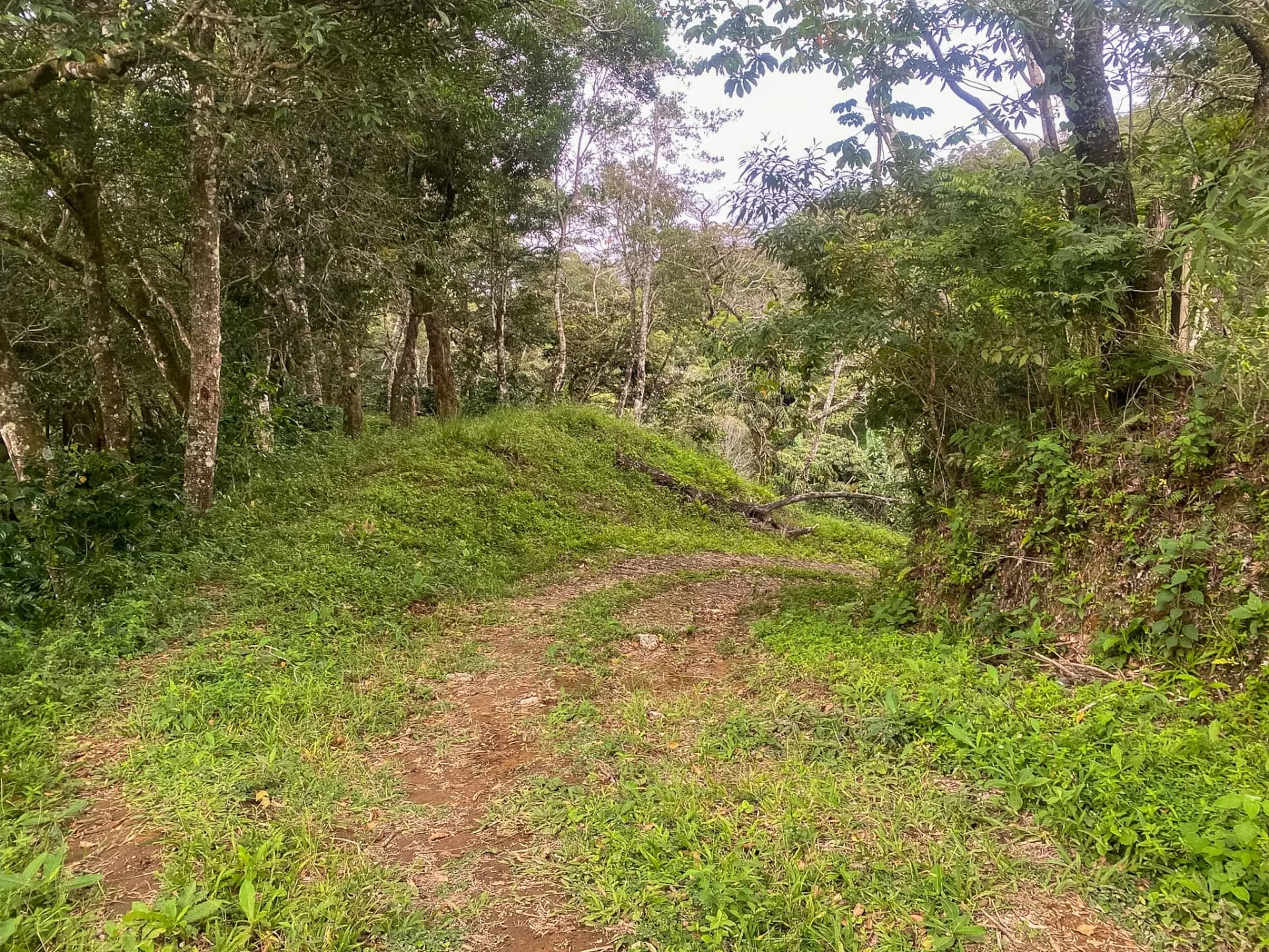 14.55-Acre Coffee Farm Investment Opportunity in Boquete A-0163 - Image 11