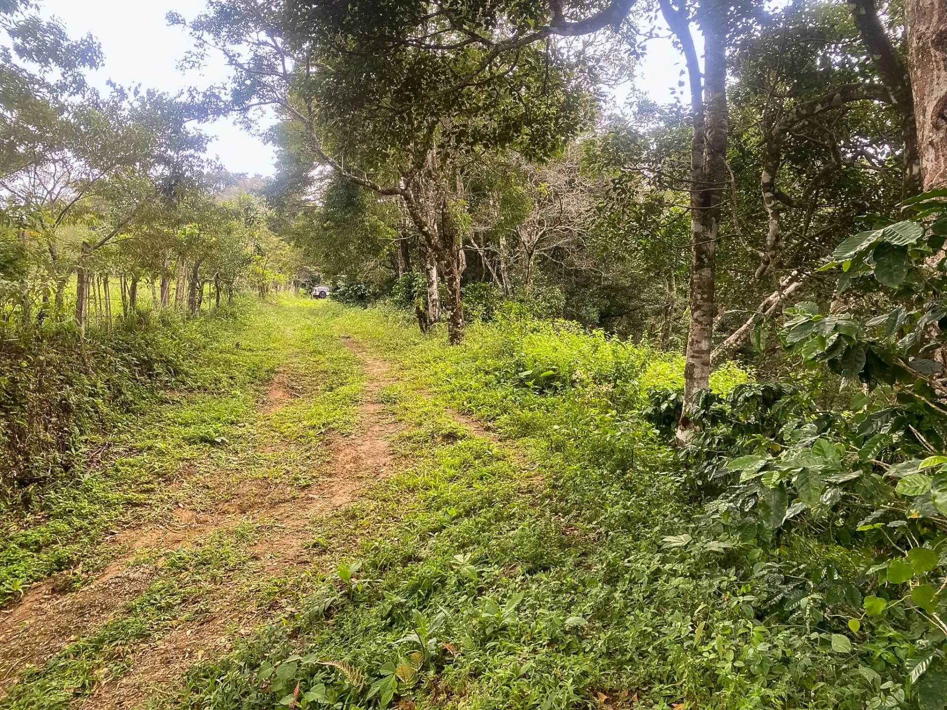 14.55-Acre Coffee Farm Investment Opportunity in Boquete A-0163 - Image 12