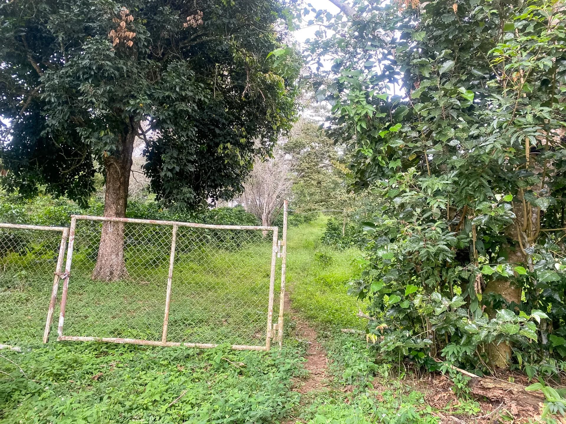 14.55-Acre Coffee Farm Investment Opportunity in Boquete A-0163 - Image 13