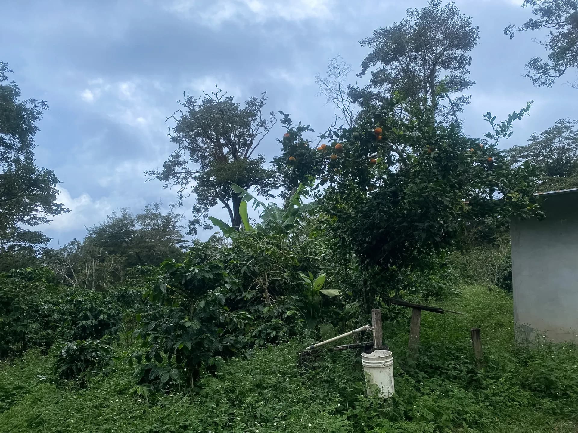 14.55-Acre Coffee Farm Investment Opportunity in Boquete A-0163 - Image 14