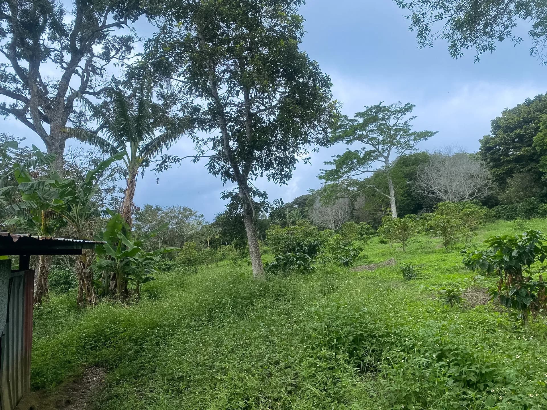 14.55-Acre Coffee Farm Investment Opportunity in Boquete A-0163 - Image 15