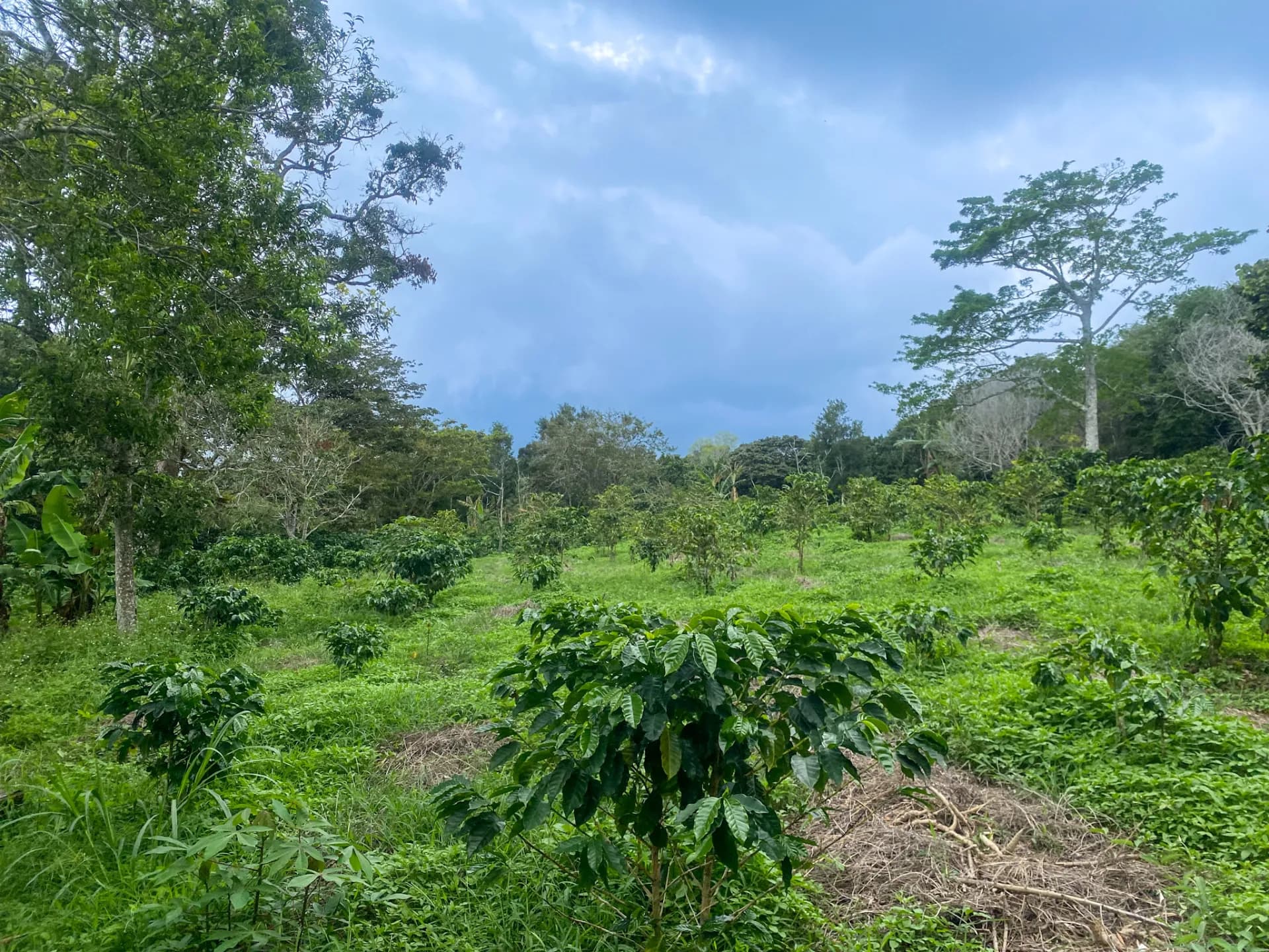 14.55-Acre Coffee Farm Investment Opportunity in Boquete A-0163 - Image 16