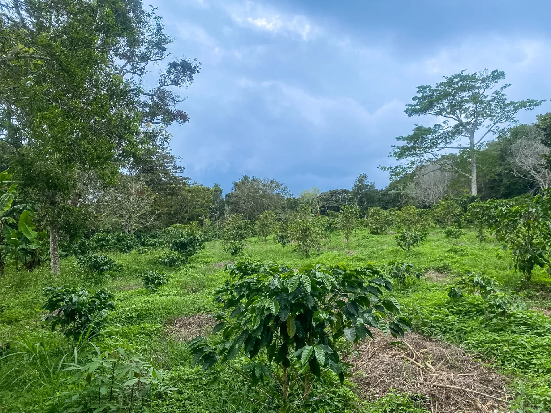 14.55-Acre Coffee Farm Investment Opportunity in Boquete A-0163 - Image 17
