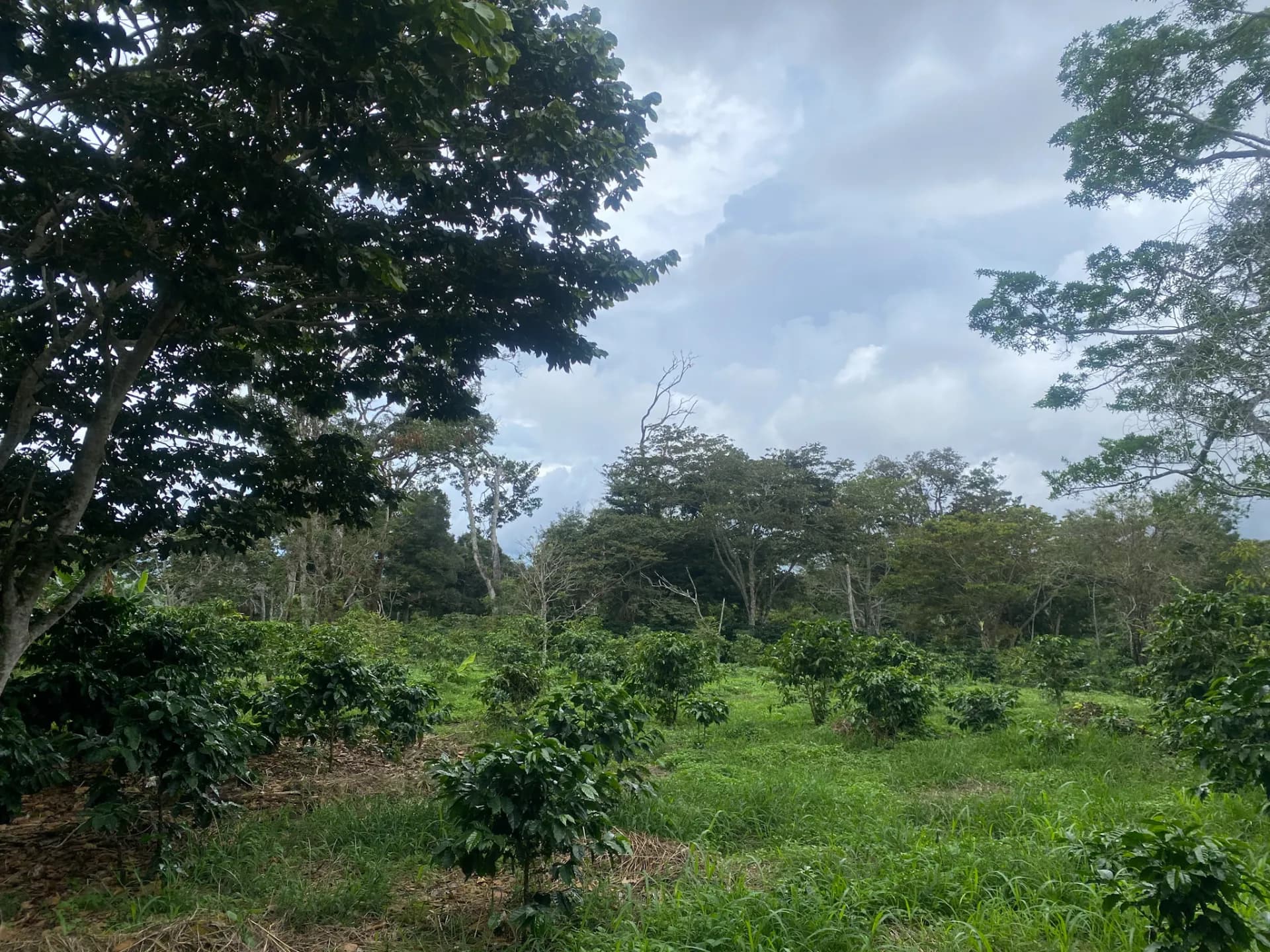 14.55-Acre Coffee Farm Investment Opportunity in Boquete A-0163 - Image 18