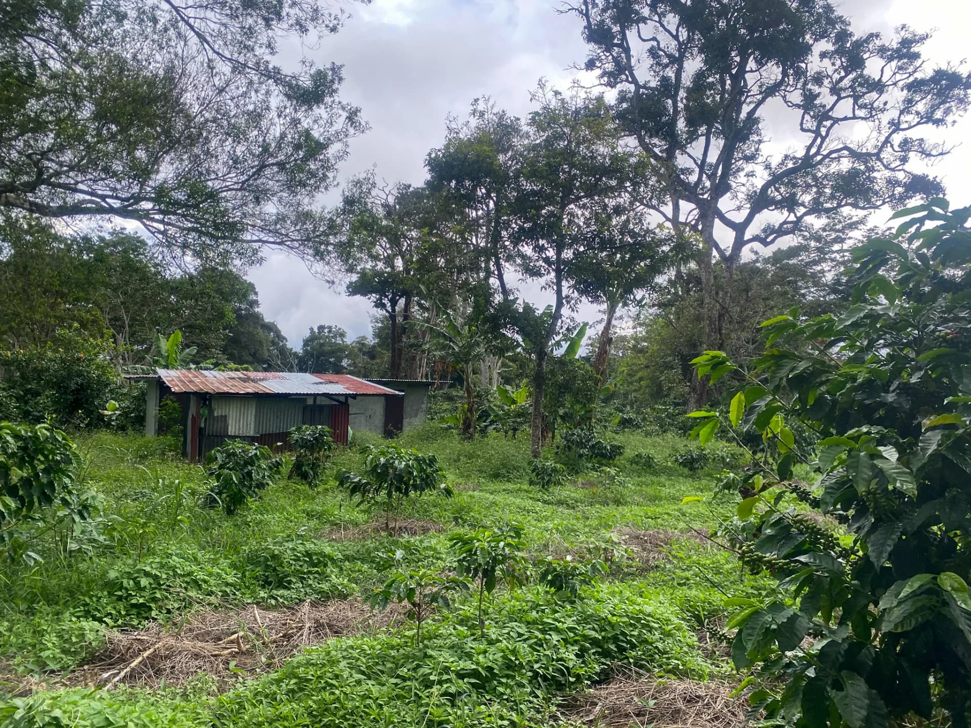14.55-Acre Coffee Farm Investment Opportunity in Boquete A-0163 - Image 19