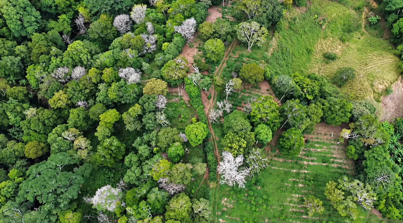 14.55-Acre Coffee Farm Investment Opportunity in Boquete A-0163 - Image 2