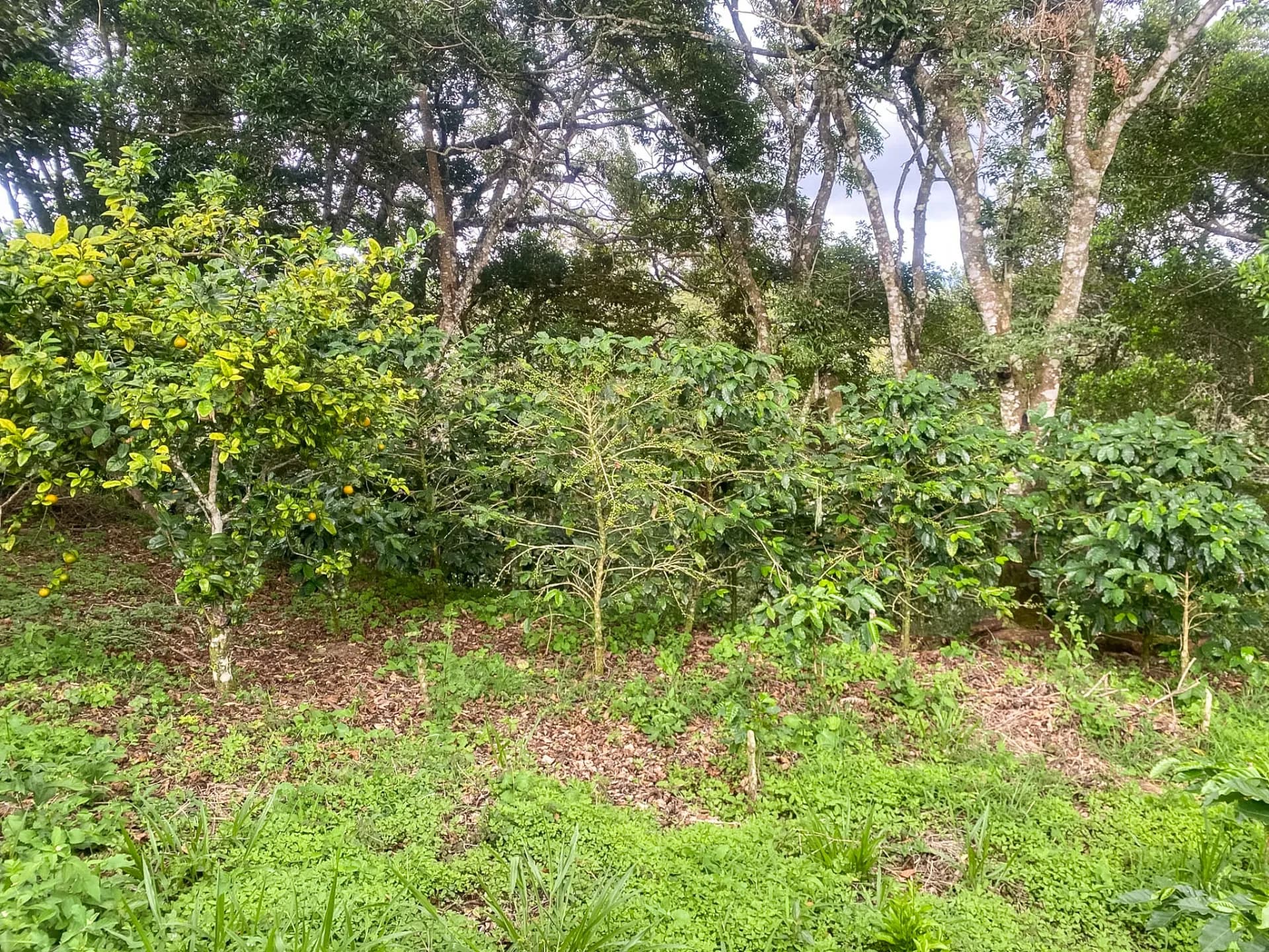 14.55-Acre Coffee Farm Investment Opportunity in Boquete A-0163 - Image 3
