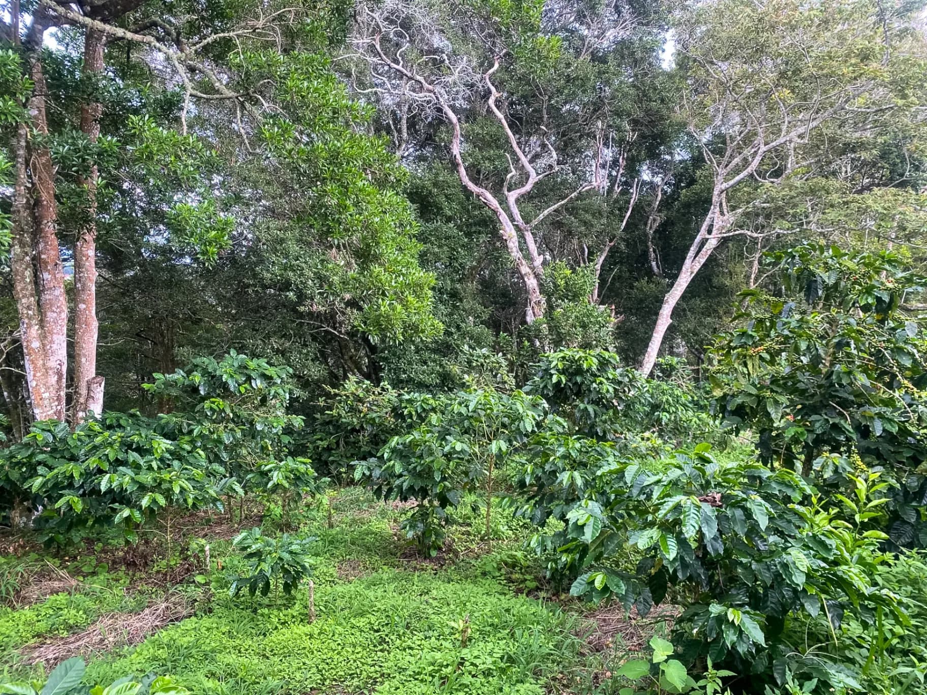 14.55-Acre Coffee Farm Investment Opportunity in Boquete A-0163 - Image 4