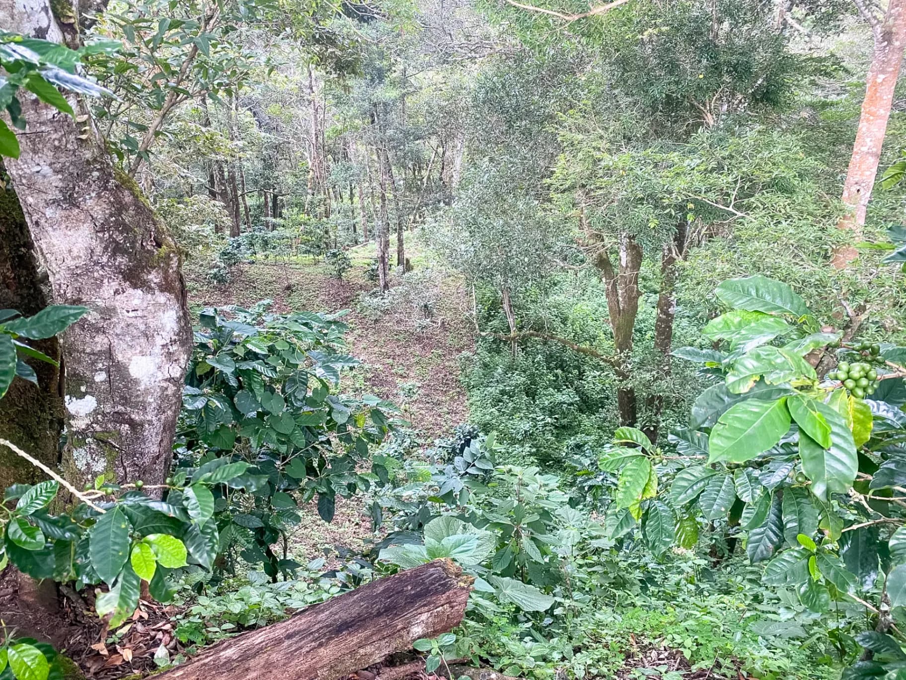14.55-Acre Coffee Farm Investment Opportunity in Boquete A-0163 - Image 5
