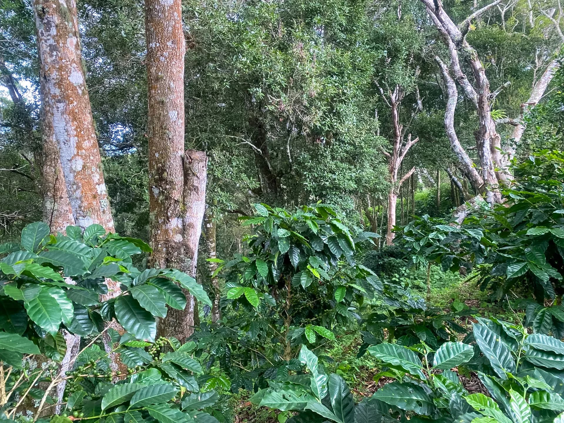 14.55-Acre Coffee Farm Investment Opportunity in Boquete A-0163 - Image 6