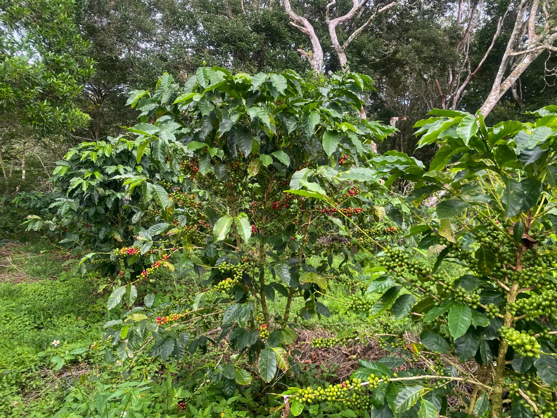 14.55-Acre Coffee Farm Investment Opportunity in Boquete A-0163 - Image 7