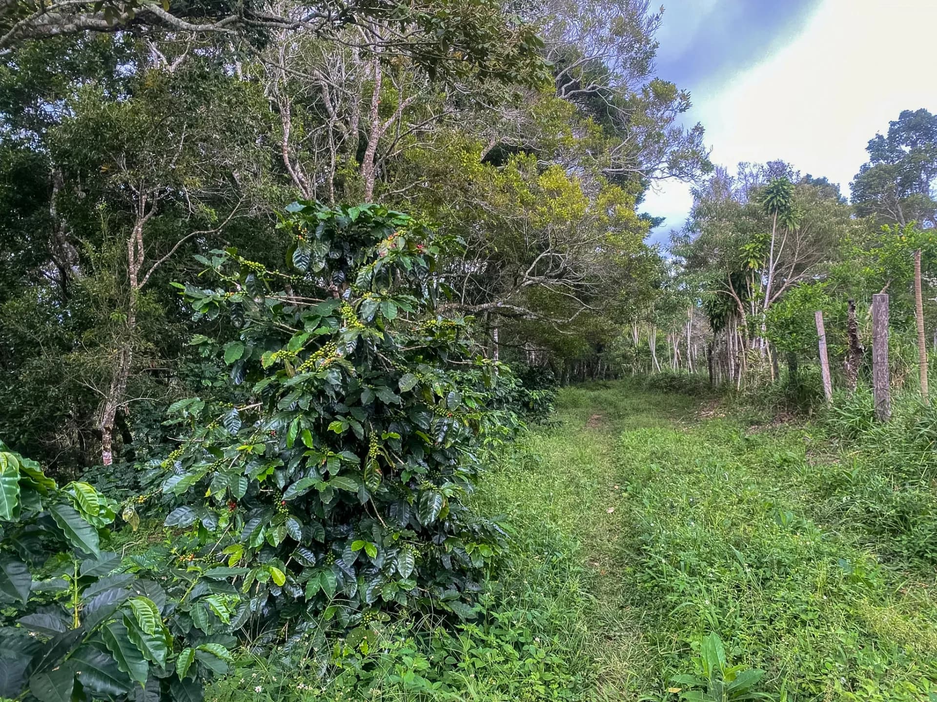 14.55-Acre Coffee Farm Investment Opportunity in Boquete A-0163 - Image 8