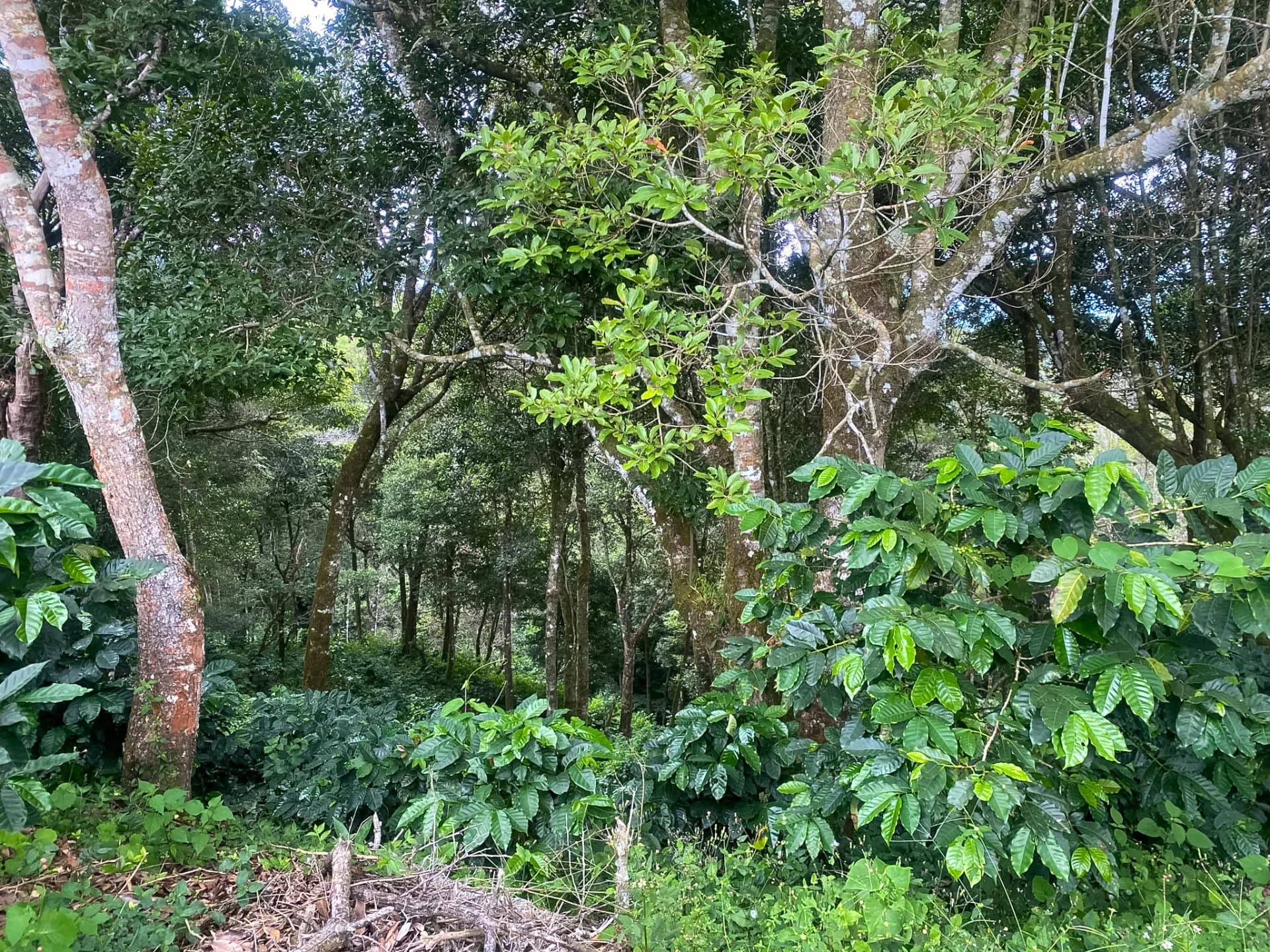 14.55-Acre Coffee Farm Investment Opportunity in Boquete A-0163 - Image 9